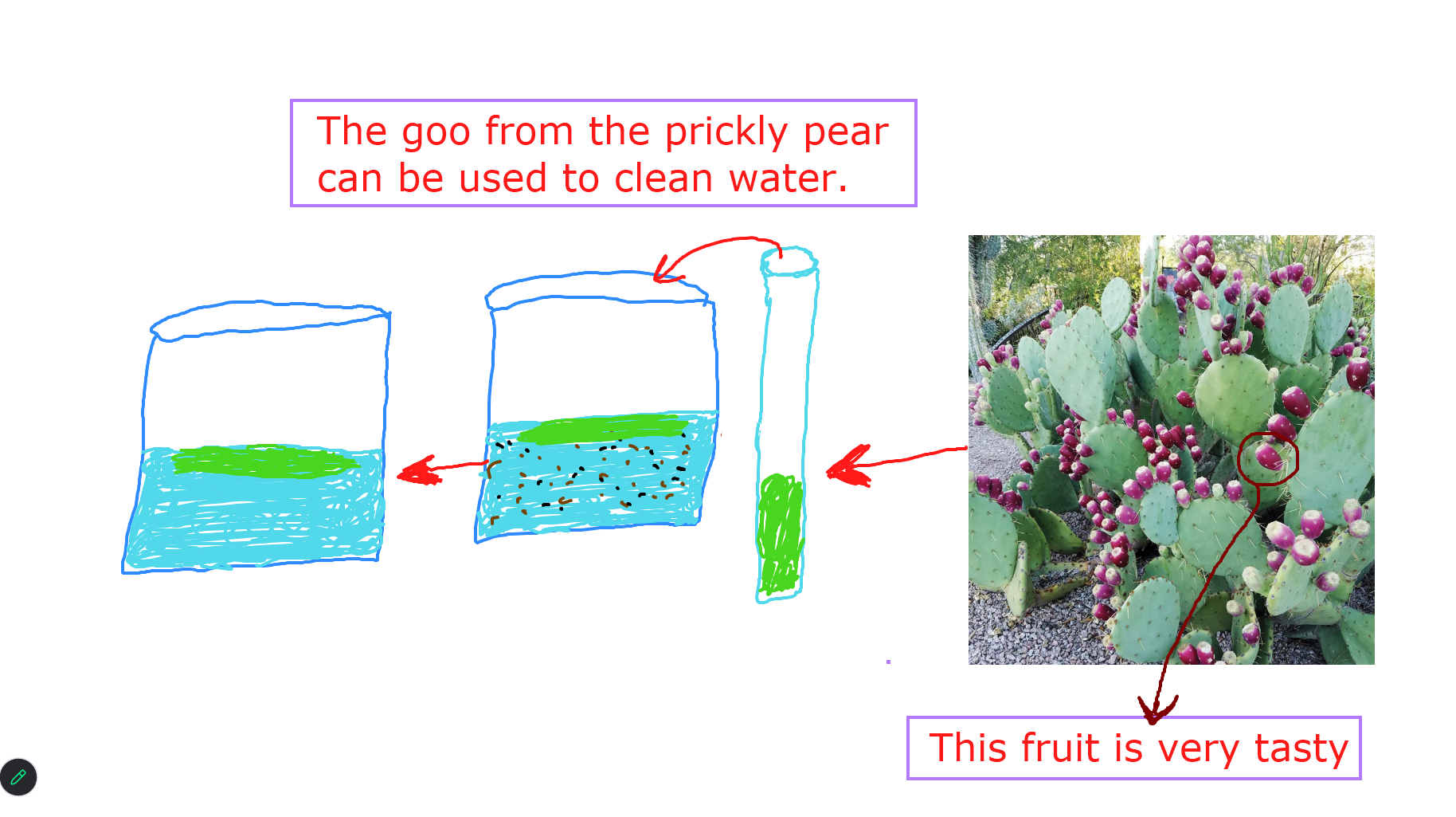 Cactus cleans water